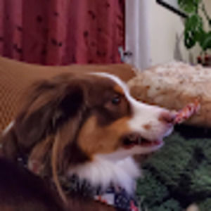 Meet your Posher, Rylee